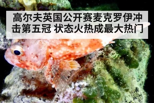 高尔夫英国公开赛麦克罗伊冲击第五冠 状态火热成最大热门